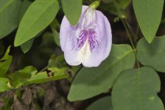 Butterfly Pea, Clitoria mariana