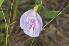 Butterfly Pea, Clitoria mariana