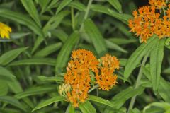 Butterfly Weed, Asclepias tuberosa