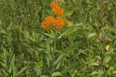 Butterfly Weed, Asclepias tuberosa