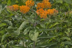 Butterfly Weed, Asclepias tuberosa