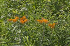 Butterfly Weed, Asclepias tuberosa