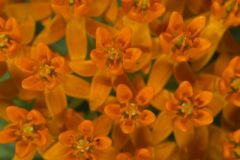 Butterfly Weed, Asclepias tuberosa