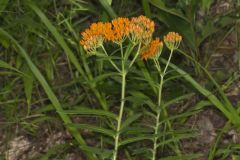 Butterfly Weed, Asclepias tuberosa