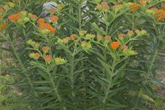 Butterfly Weed, Asclepias tuberosa