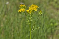 Butterweed, Packera glabella