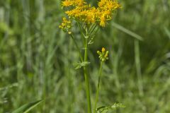 Butterweed, Packera glabella