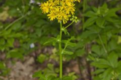 Butterweed, Packera glabella