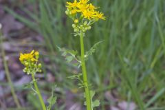 Butterweed, Packera glabella