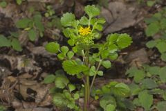 Butterweed, Packera glabella