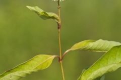 Buttonbush, Cephalanthus Occidentalis