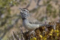 Cactus Wren, Campylorhynchus brunneicapillus