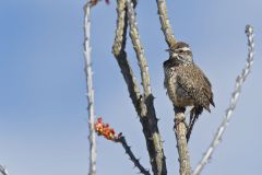 Cactus Wren, Campylorhynchus brunneicapillus