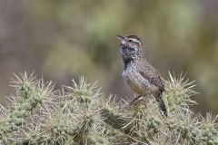 Cactus Wren, Campylorhynchus brunneicapillus