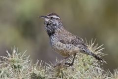 Cactus Wren, Campylorhynchus brunneicapillus