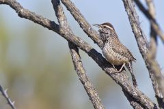 Cactus Wren, Campylorhynchus brunneicapillus