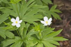 Canada Anemone, Anemone Canadensis