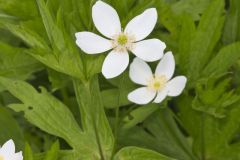 Canada Anemone, Anemone Canadensis