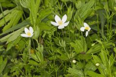 Canada Anemone, Anemone Canadensis