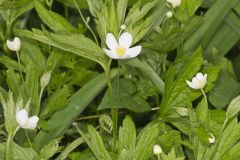 Canada Anemone, Anemone Canadensis