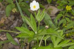 Canada Anemone, Anemone Canadensis