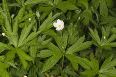 Canada Anemone, Anemone Canadensis