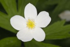 Canada Anemone, Anemone Canadensis