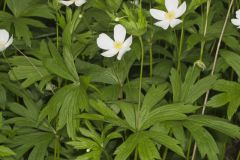 Canada Anemone, Anemone Canadensis