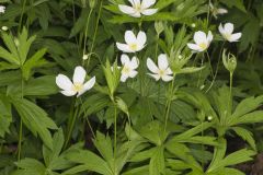 Canada Anemone, Anemone Canadensis