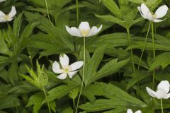 Canada Anemone, Anemone Canadensis