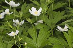 Canada Anemone, Anemone Canadensis