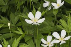 Canada Anemone, Anemone Canadensis