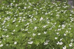 Canada Anemone, Anemone Canadensis