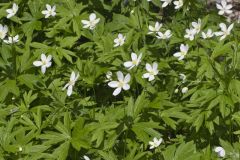 Canada Anemone, Anemone Canadensis