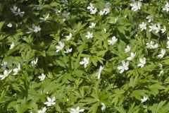 Canada Anemone, Anemone Canadensis