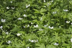 Canada Anemone, Anemone Canadensis