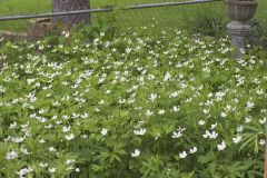 Canada Anemone, Anemone Canadensis