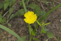 Canada Frostweed, Helianthemum canadense