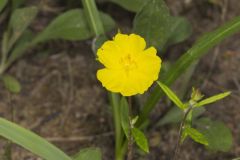 Canada Frostweed, Helianthemum canadense