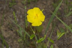 Canada Frostweed, Helianthemum canadense