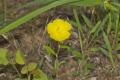 Canada Frostweed, Helianthemum canadense