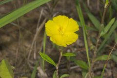 Canada Frostweed, Helianthemum canadense