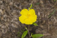 Canada Frostweed, Helianthemum canadense