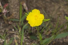 Canada Frostweed, Helianthemum canadense