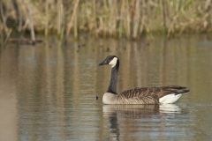 Canada Goose, Branta canadensis