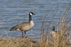 Canada Goose, Branta canadensis