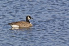 Canada Goose, Branta canadensis