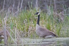 Canada Goose, Branta canadensis