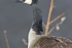 Canada Goose, Branta canadensis