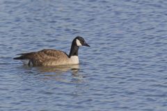 Canada Goose, Branta canadensis